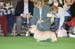 Crufts-200868