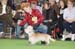 Crufts-200870