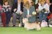 Crufts-200872