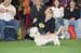 Crufts-200874
