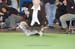 Crufts-200877