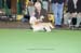 Crufts-200880
