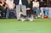Crufts-200883