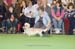 Crufts-200888