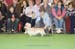 Crufts-200890
