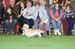 Crufts-200892