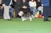 Crufts-200895