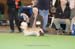 Crufts-200896