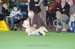 Crufts-200899